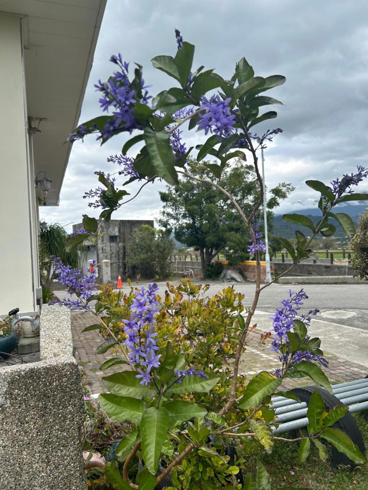 Xian Qing Yu Zhi Homestay Chishang Exterior foto